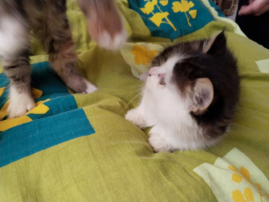 Пухнасті кошенята