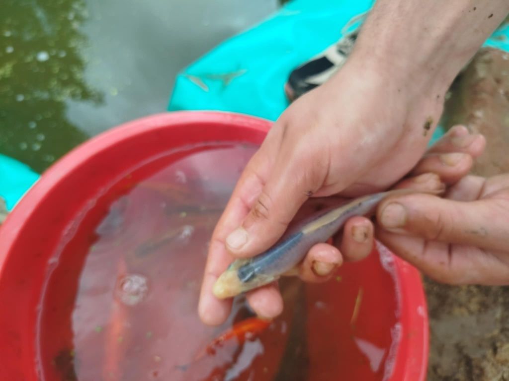 Karp koi karaś kolorowy karaś zwykły