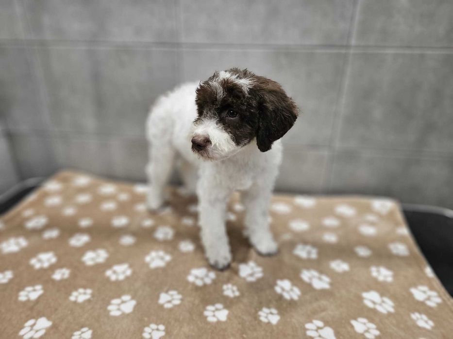 Lagotto Romagnolo FCI – biało-brązowy piesek z miotu FAIRY, Trufflove
