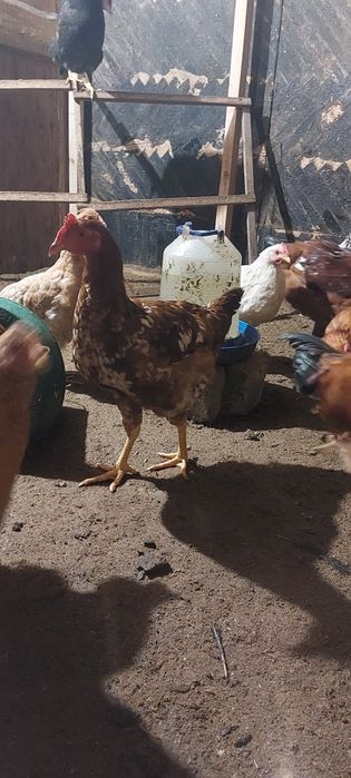 Молодые петушки Доминанта