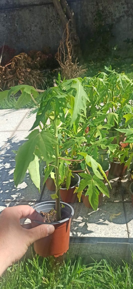 Planta Mamao Papaia