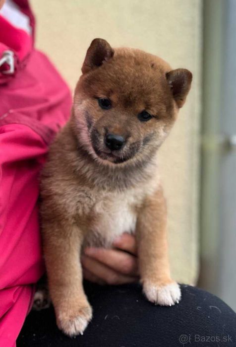 Shiba Inu ㅤㅤㅤㅤㅤㅤ