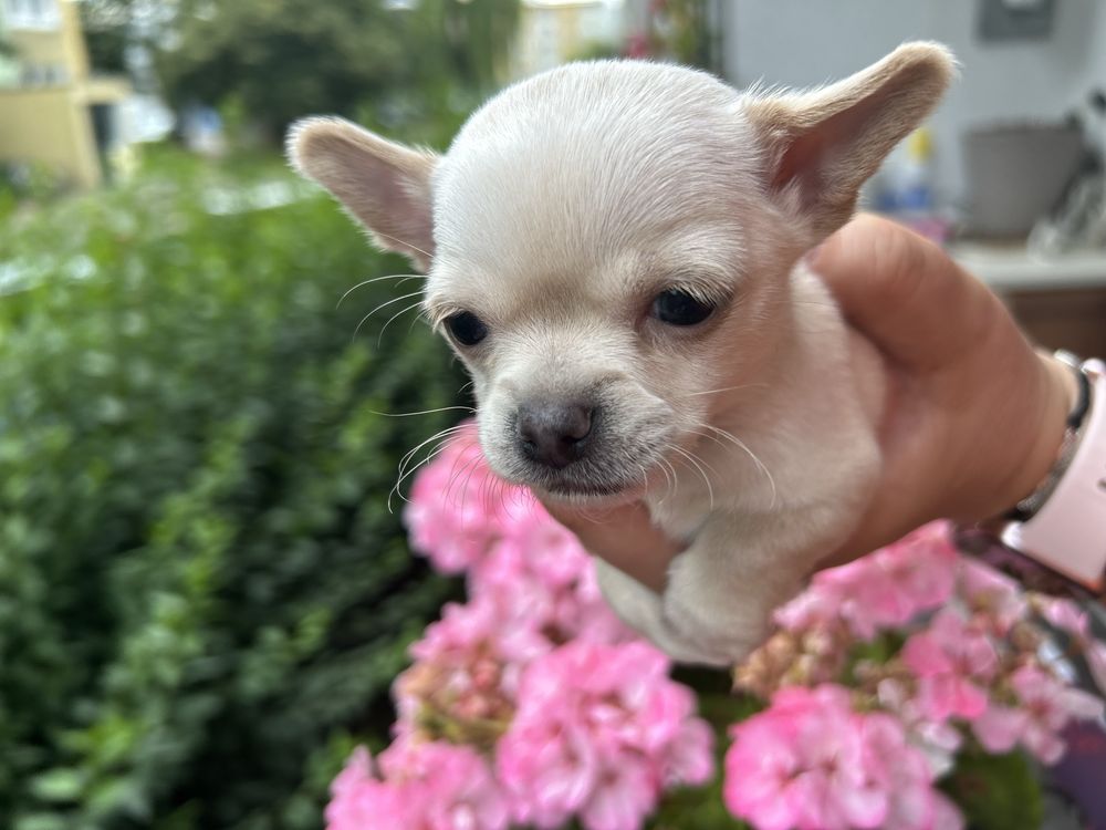 Piesek Chihuahua ecru rodowód