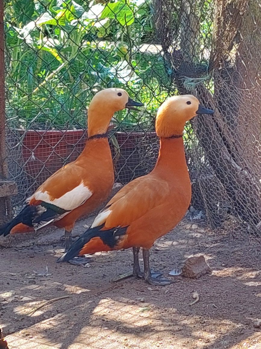 Pato tadorna ferruginea