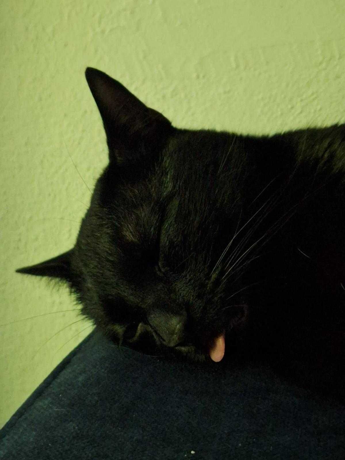 Gato castrado para adoção consciente