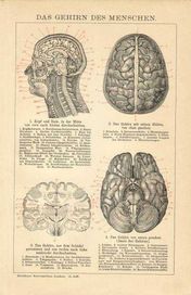 Mózg - Medycyna  oryginalna XIX w. grafika