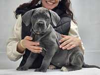 Cachorro Cane Corso Italiano