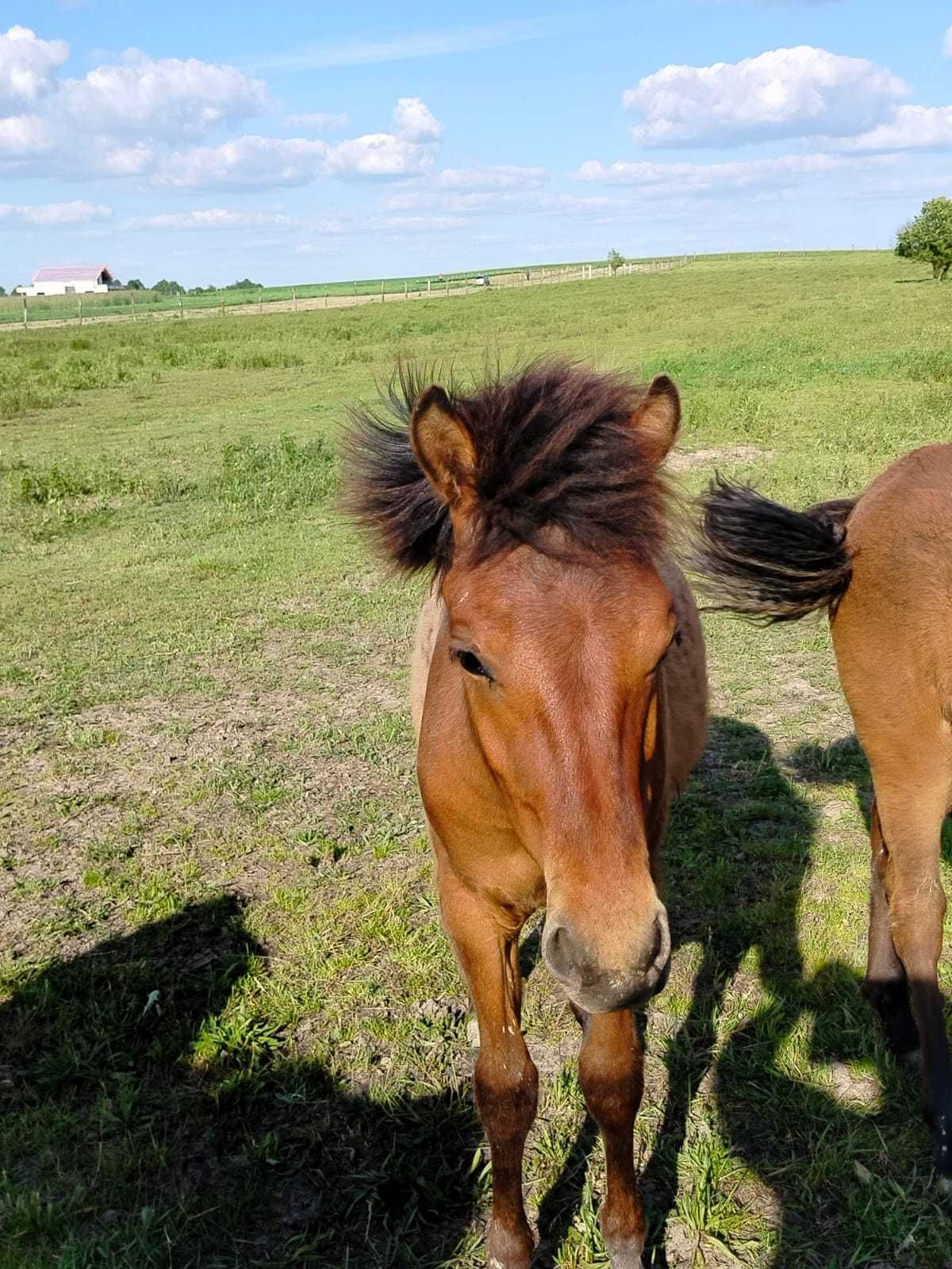 Sprzedam konie Huculskie w różnym wieku