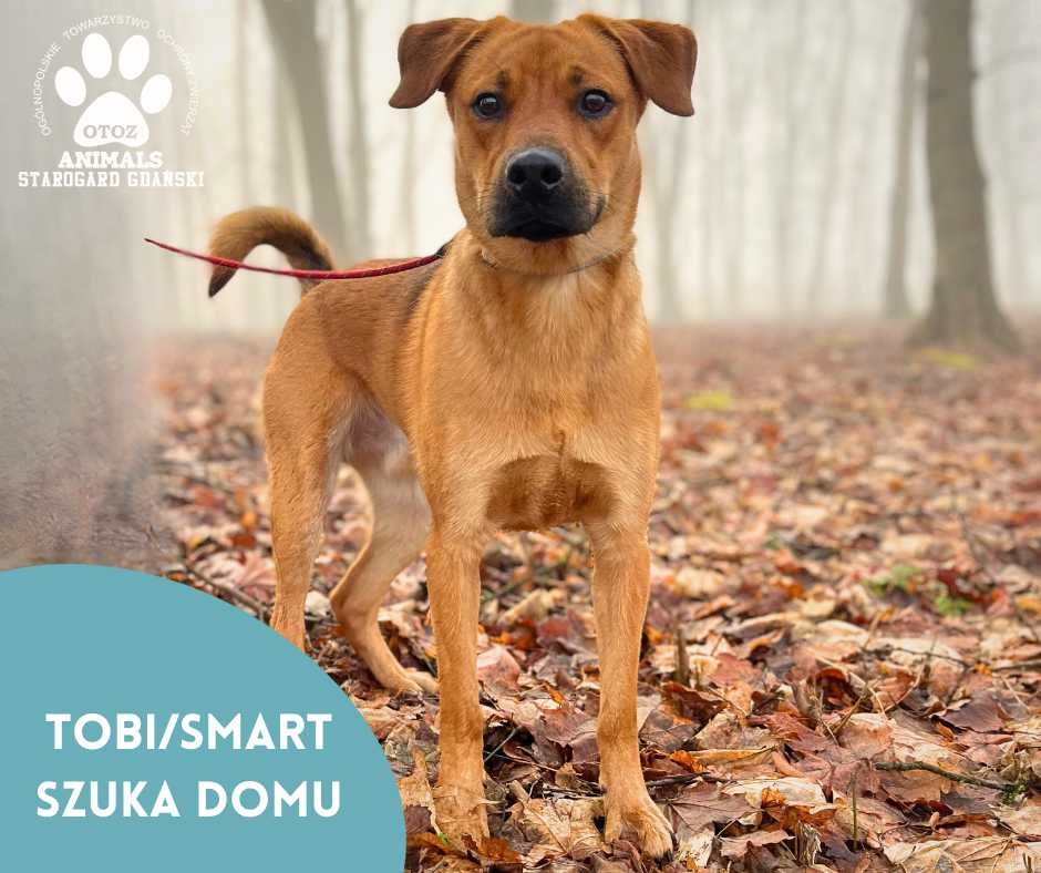 Roczny Tobi do pilnej adopcji