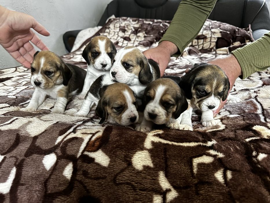 Продаються чистокровні щенки Біглі!