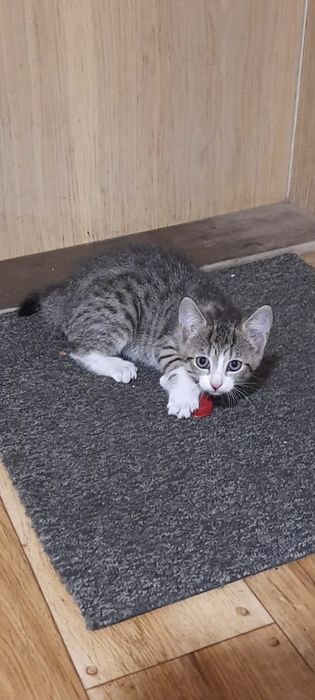 Mała kotka szuka domu/post grzecznosciowy
