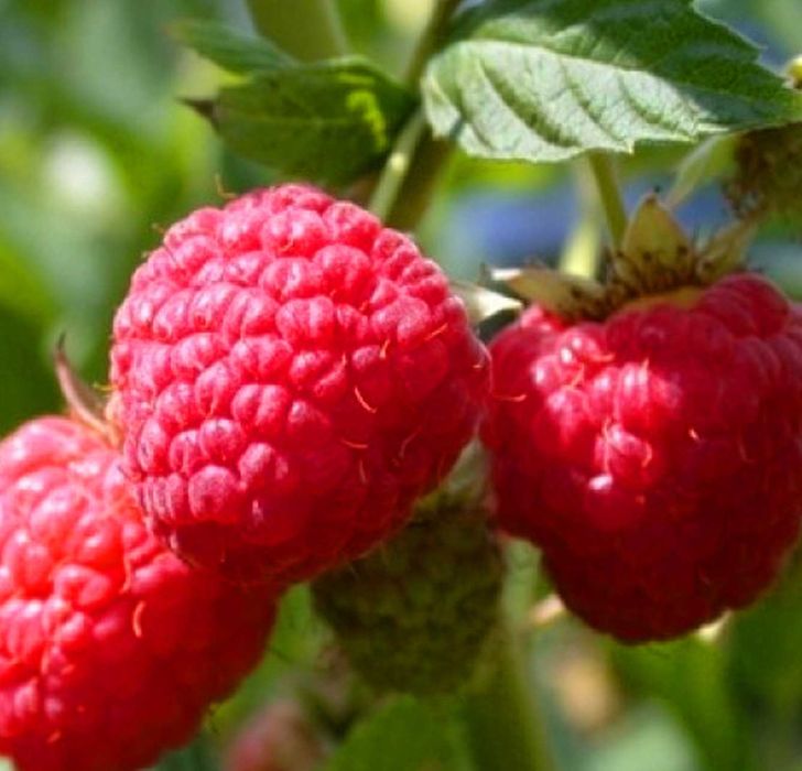 Саджанці малини  raspberry tree (ремонтантна) малина червона