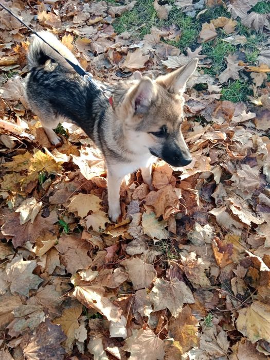 Oddam w dobre ręce! Kochani,  szukamy domu dla przyjaznej Lili.