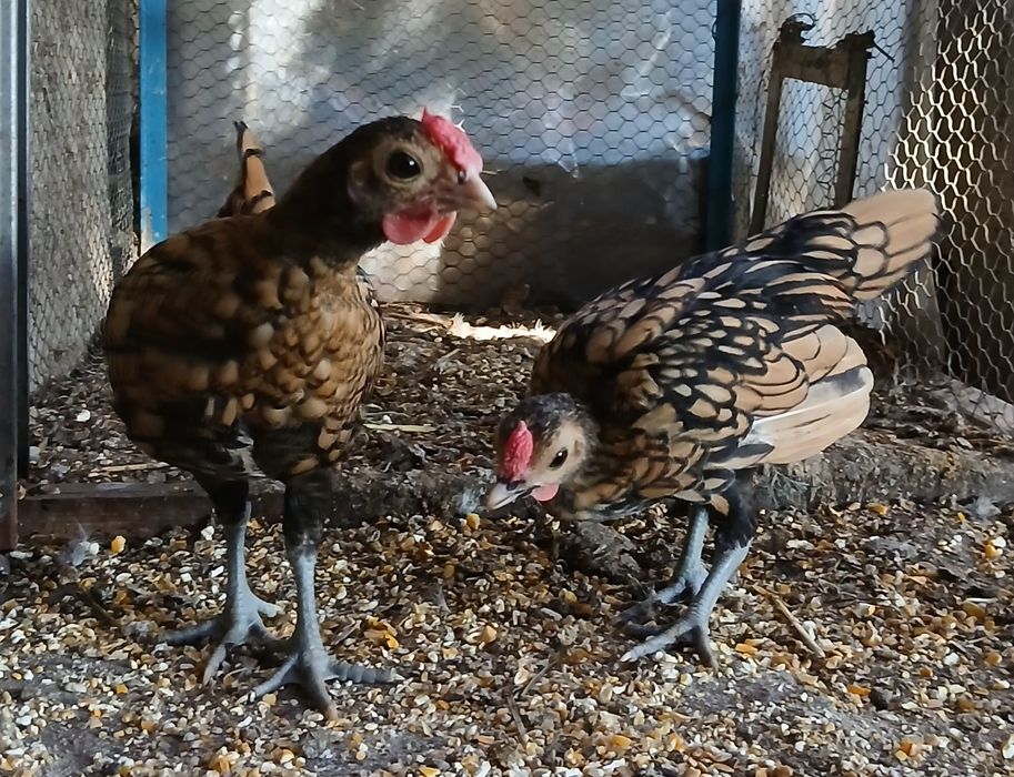 Pekin , Sedosas , Sebrith