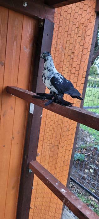 Motyl Warszawski Samczyk