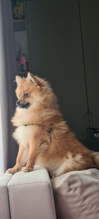 Продається дівчинка шпіц