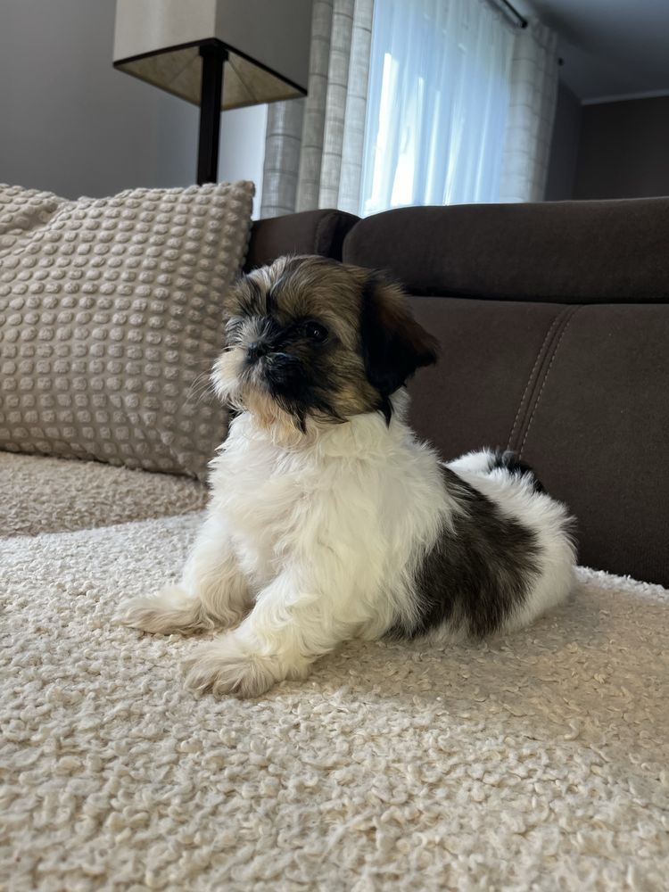 Suczka Shih Tzu Gotowa Do Odbioru