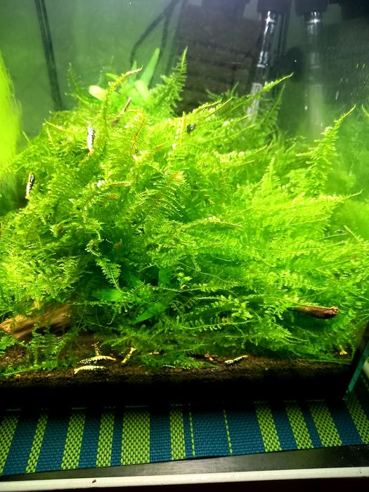 Mech akwariowy bez glonów.