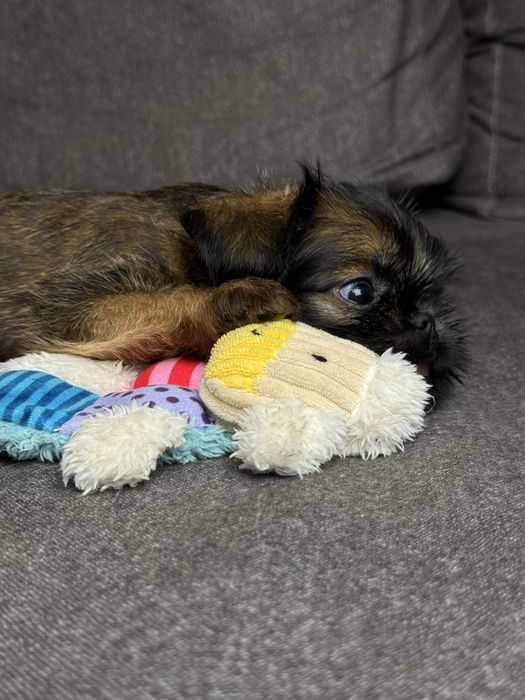 Брюссельский грифон дівчинка- маленьке сонечко