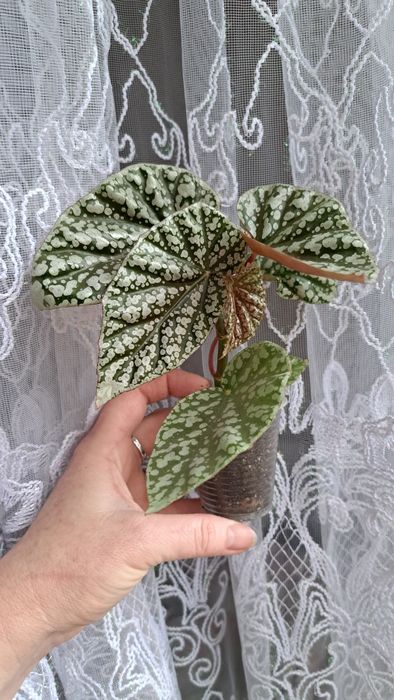 Бегонія Snow Cap