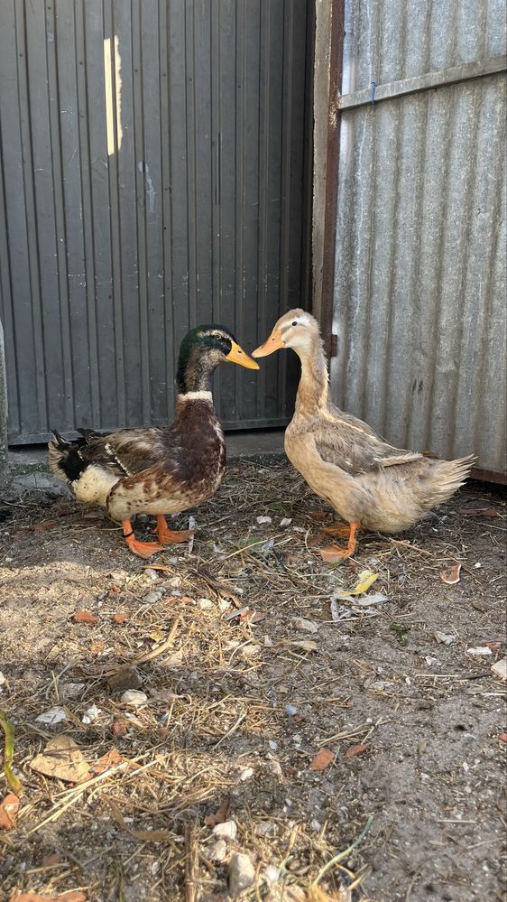 Patos Rouen.