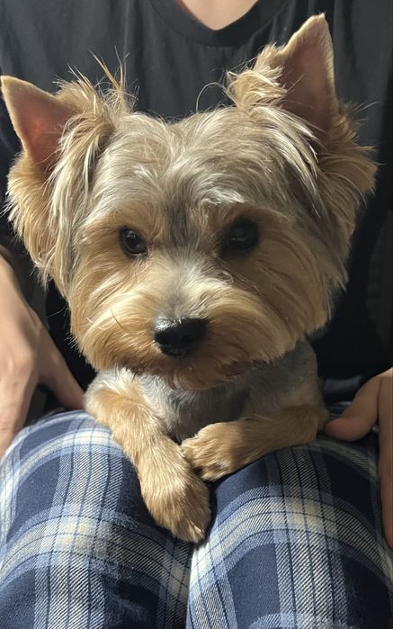 Вʼязка. Йорк (3 роки) шукає собі подружку.