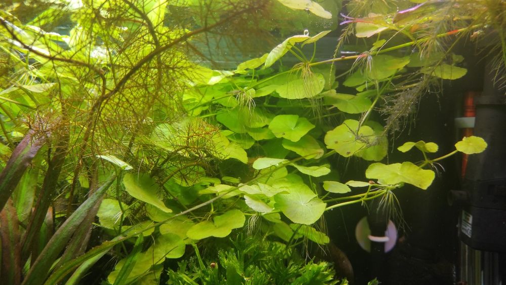 Hydrocotyle leucocephala