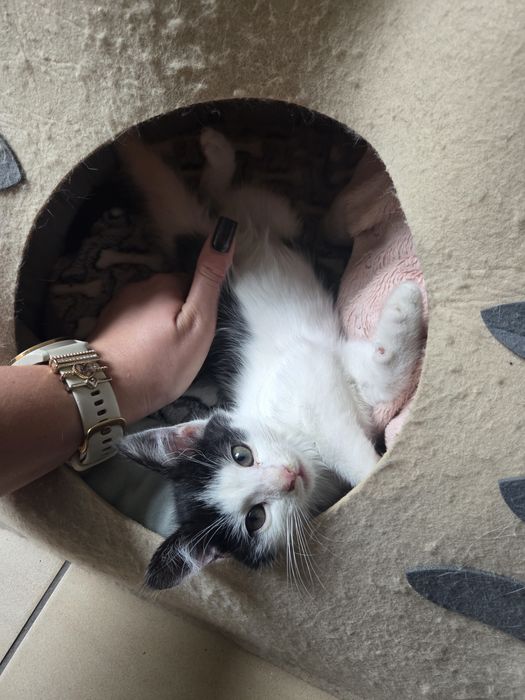 Kot kociczka kotka kociak