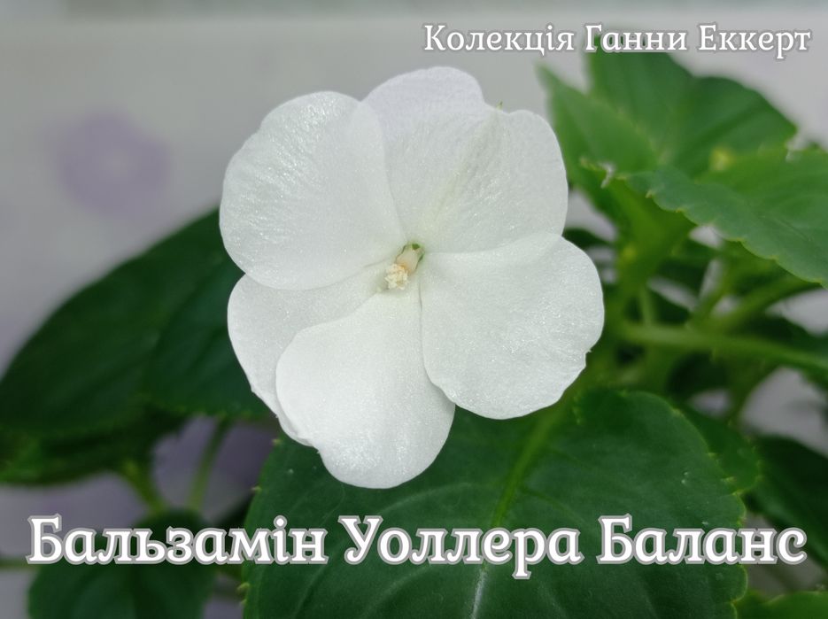 Бальзаміни, бегонії, гербери