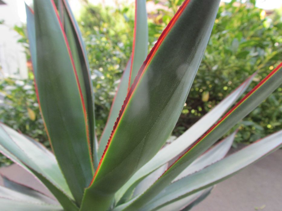 Prześliczna dorosła agawa z czerwonymi brzegami - agave Blue Glow