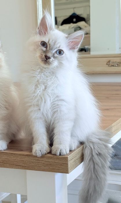 Duny - rodowodowy kocurek Neva Masquerade (Lavender Dreams*PL)