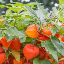 Physalis alkekengi Miechunka