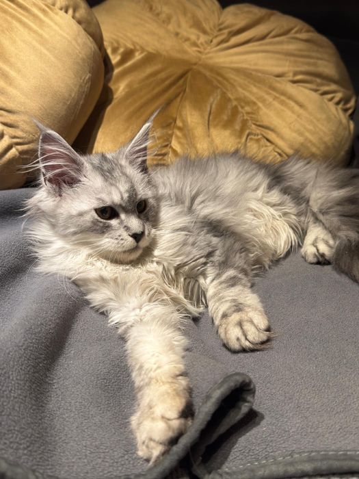 Kotka Maine Coon gotowa do odbioru