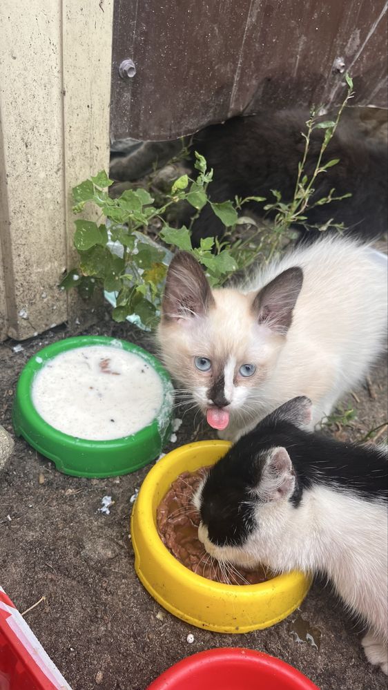 СРОЧНО, котята ищут дом