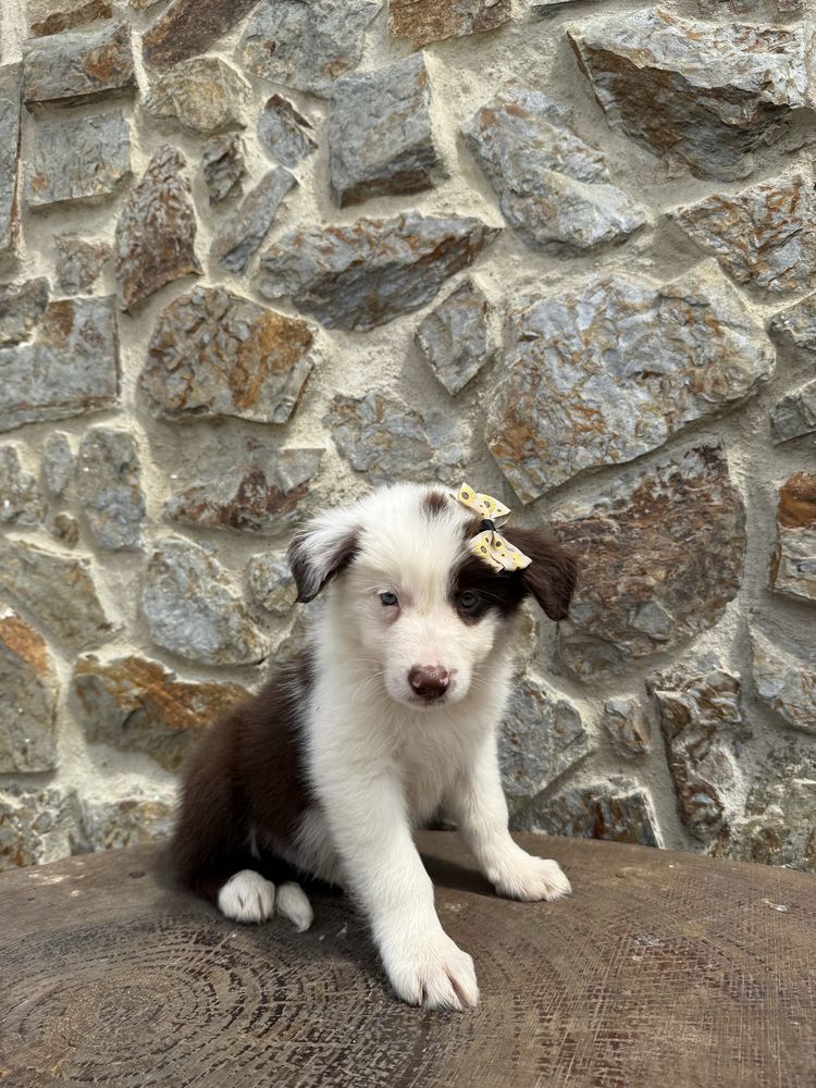 Border collie castanha