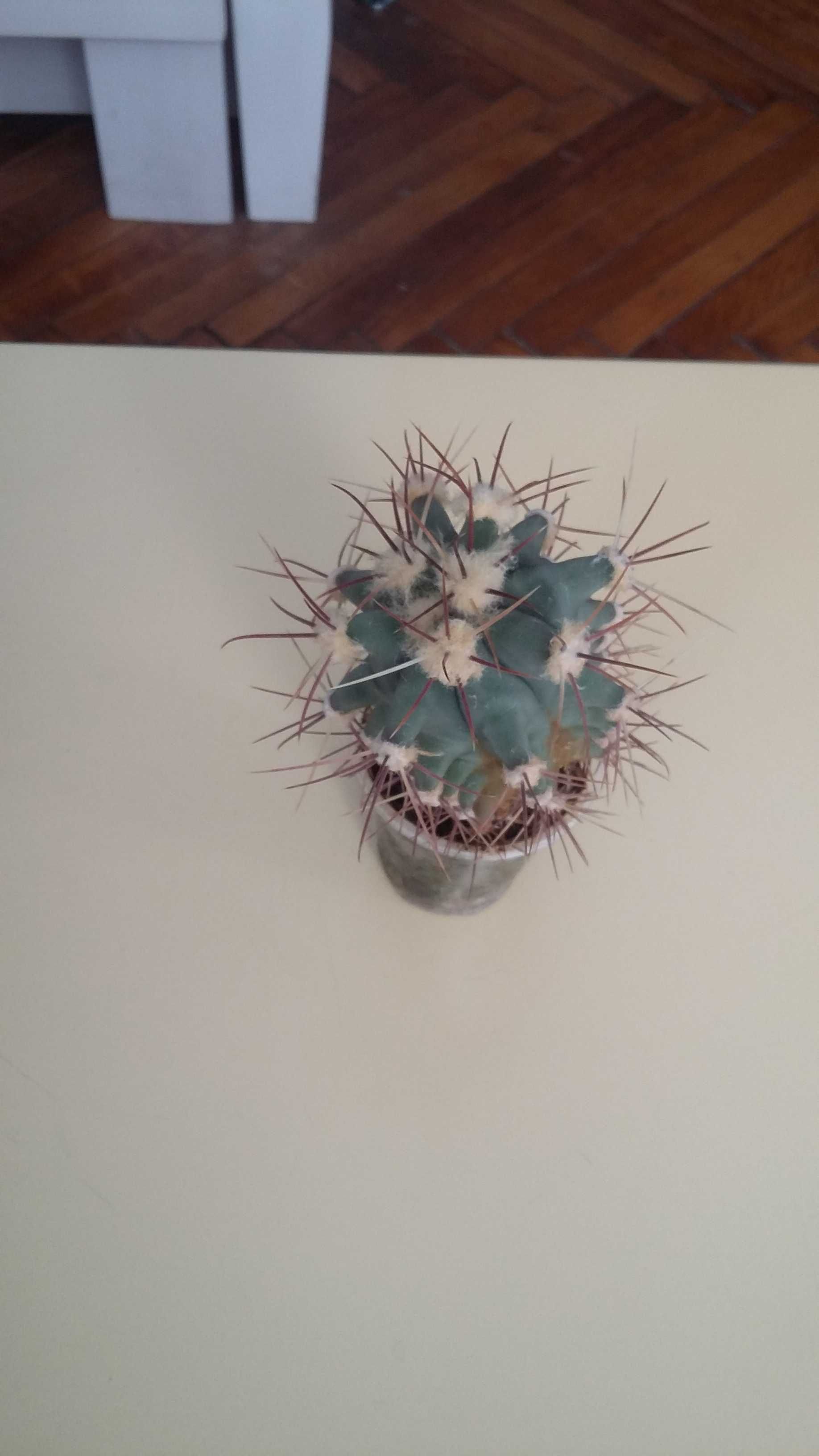 Продам кактус Ferocactus wislizenii.