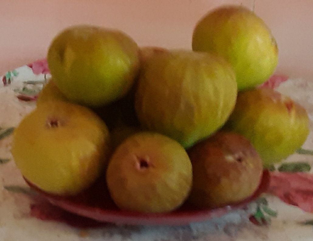 Продам саженцы инжира. Очень вкусные сладкие сочные плоды.