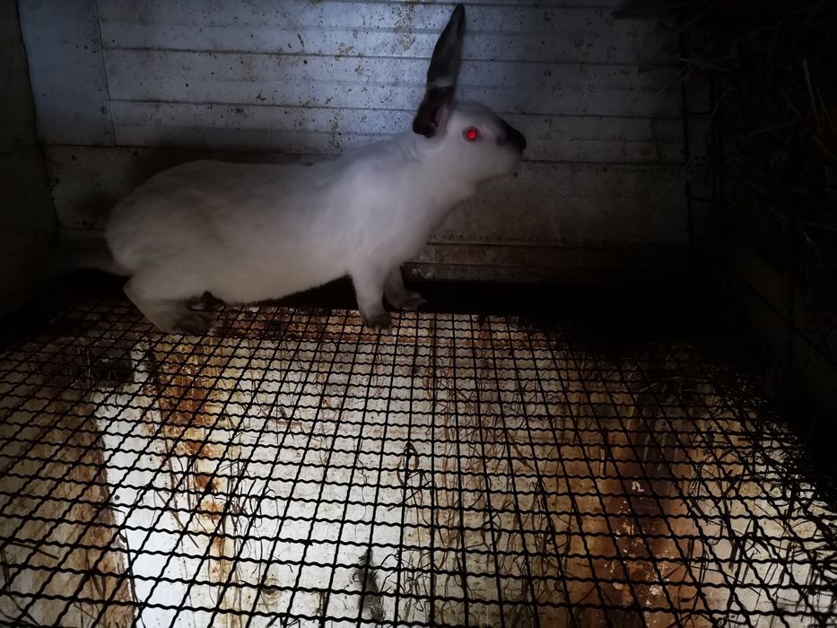 Coelhos raça California