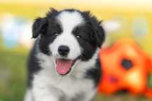 Szczenię Border Collie - Piesek - ZKwP FCI