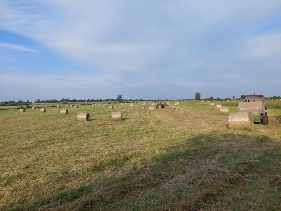 Siano  120cm w siatce