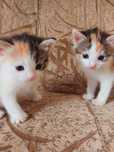 Маленькие трёхцветные котята девочки ищут дом! Отдам в хорошие руки!