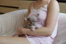 Chihuahua chłopiec  fci