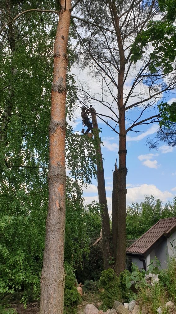 Wycinka alpinistyczna drzew, Pielęgnacja i przycinanie. Rębak