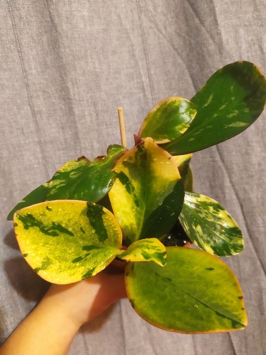 Пеперомія варієгатна,сорт Джеллі , гібрид дорослий кущ