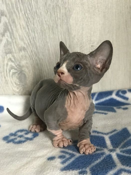 Малюки шукають нову родину.