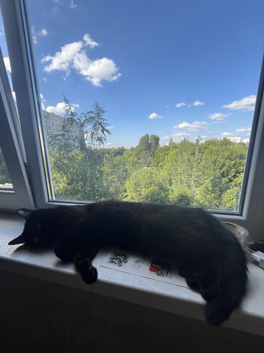 Отдам кота бесплатно