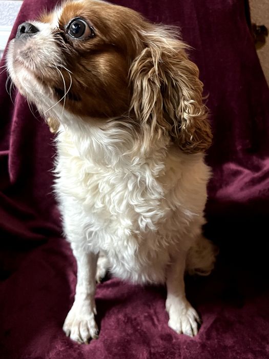 Кавалер Кінг Чарльз Спанієль - дівчинка
