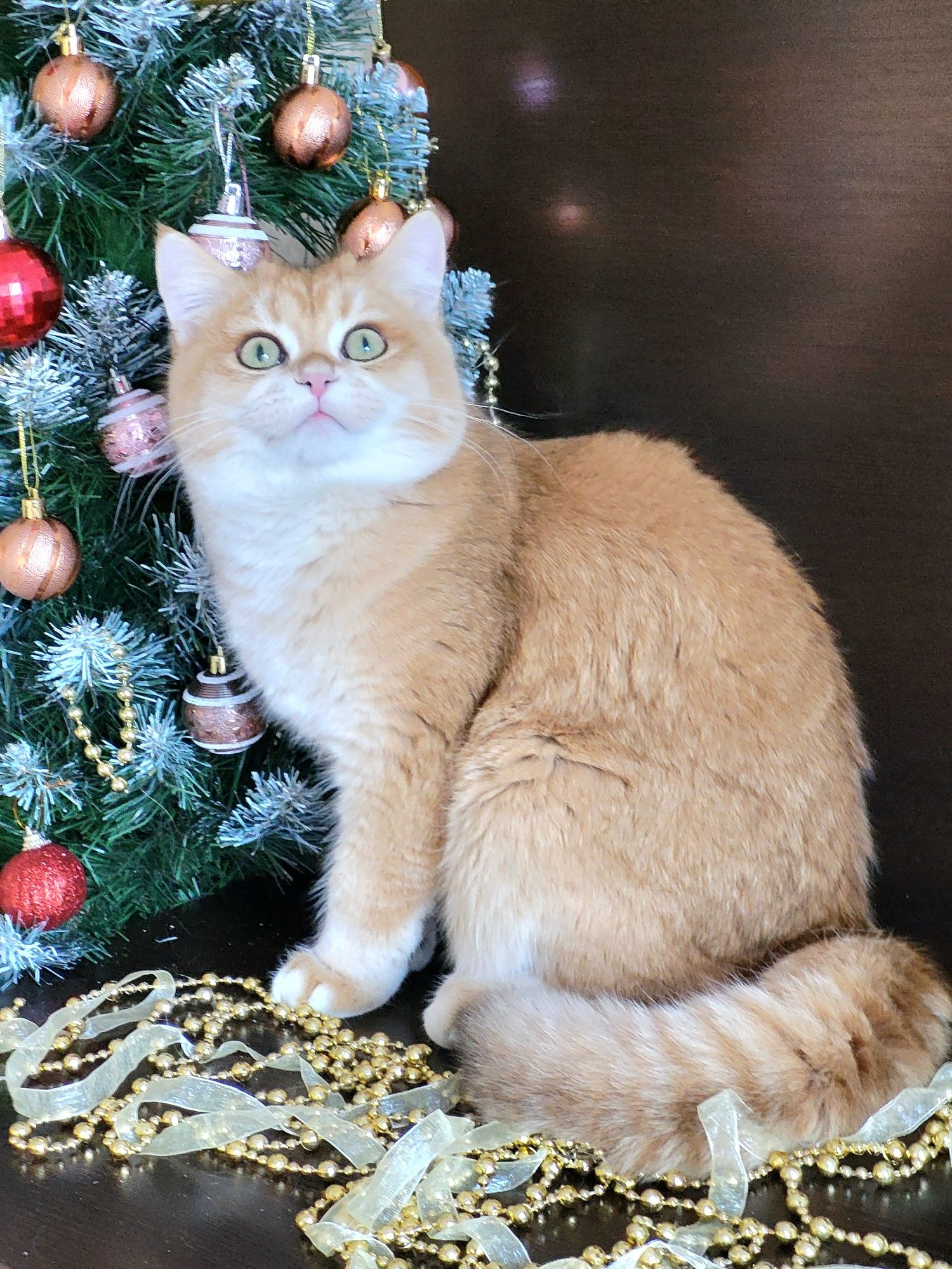 Розкішний золотий британець.