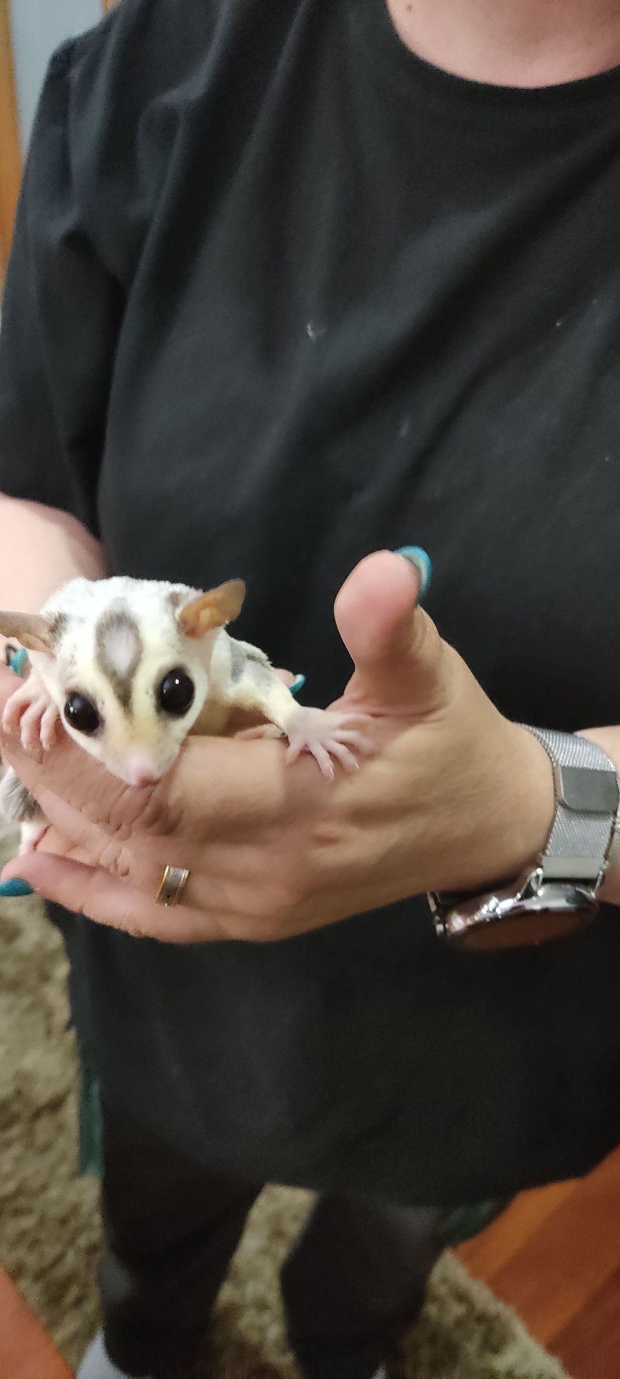 Gaiola Para Petauros de açúcar