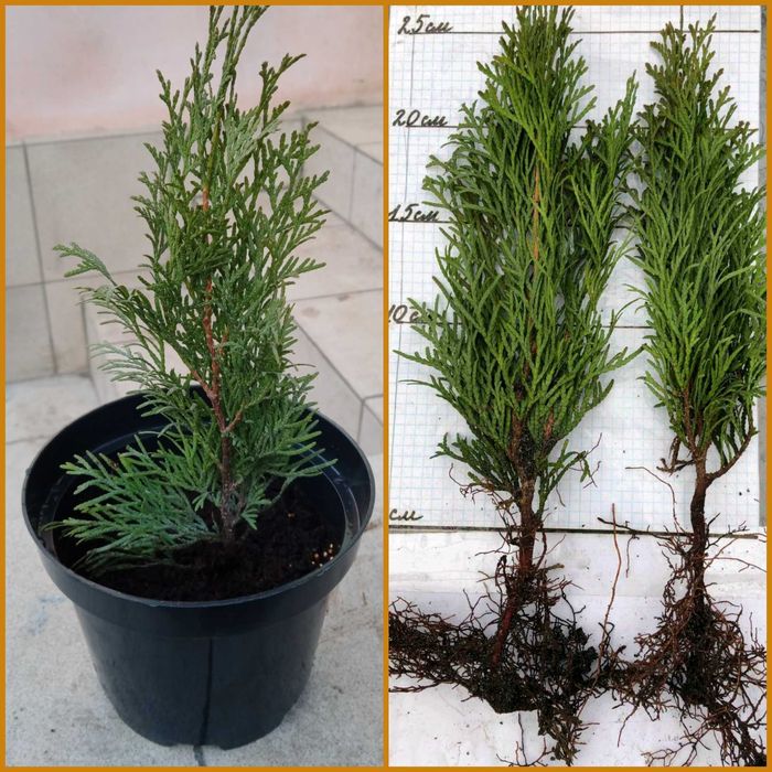 Ялівець Блу Ероу садженці, Туя Смарагд та Брабант садженці